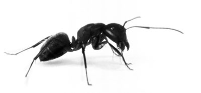 The Ant Company (Pescando Sueños S.L)